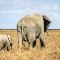TZA SHI SerengetiNP 2016DEC24 NamiriPlains 049 : 2016, 2016 - African Adventures, Africa, Date, December, Eastern, Month, Namiri Plains, Places, Serengeti National Park, Shinyanga, Tanzania, Trips, Year